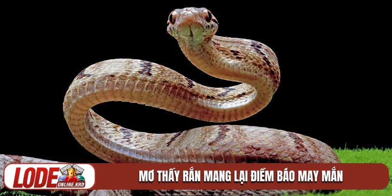 Giải mã giấc mơ thấy rắn và những con số phát tài 2026 1 Mơ thấy rắn mang lại điềm báo may mắn